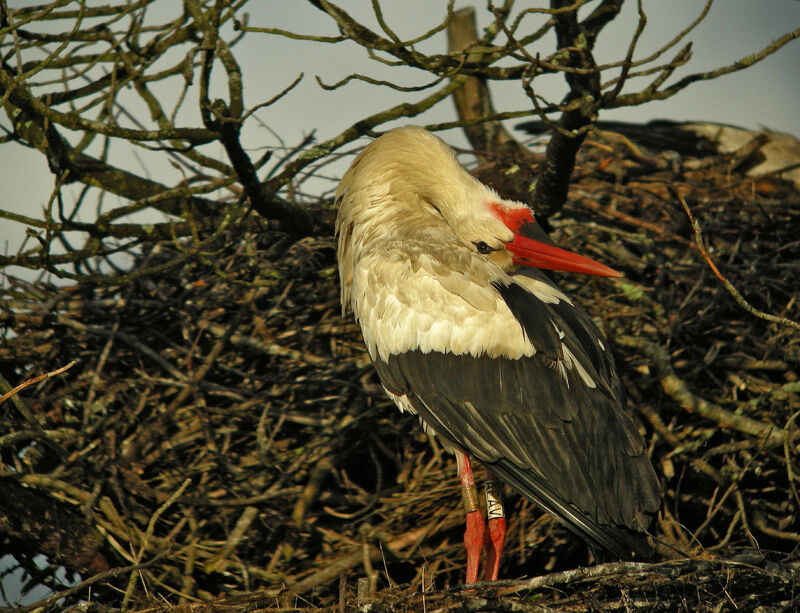 White Stork