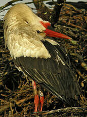 Cigogne blanche