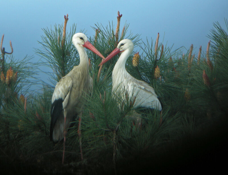 Cigogne blanche