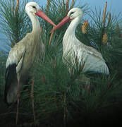 White Stork