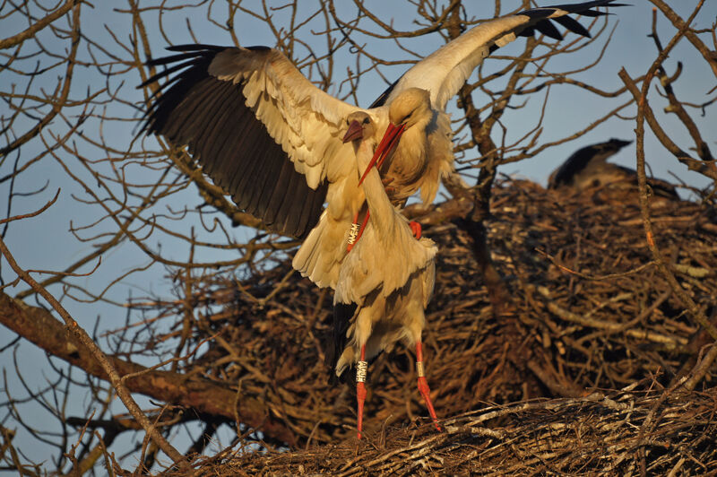 Cigogne blanche