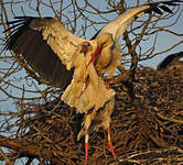 Cigogne blanche