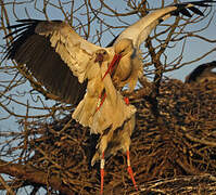 White Stork