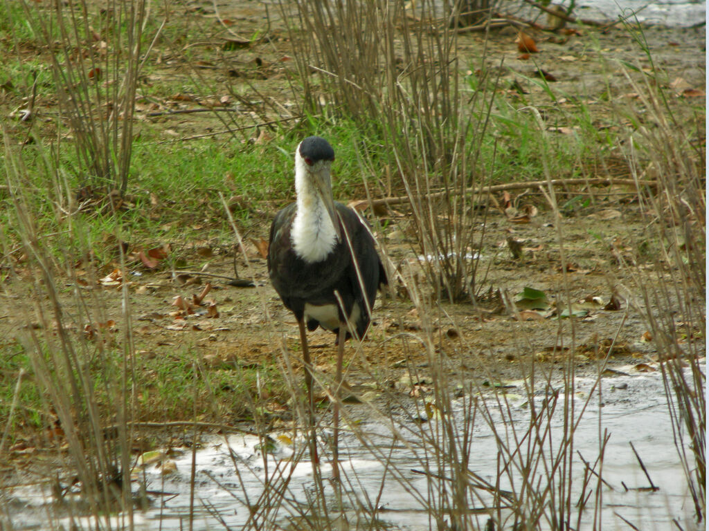 Asian Woolly-necked Stork