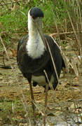 Woolly-necked Stork