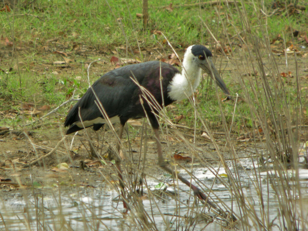 Woolly-necked Stork