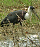 Cigogne épiscopale