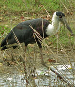 Asian Woolly-necked Stork