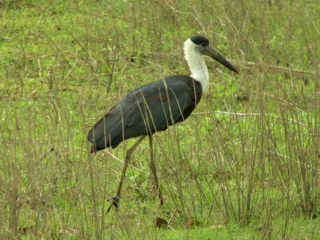 Woolly-necked Stork