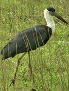 Woolly-necked Stork