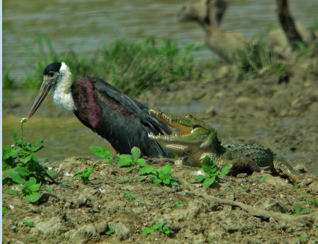 Asian Woolly-necked Stork