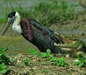 Cigogne épiscopale