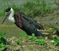 Asian Woolly-necked Stork