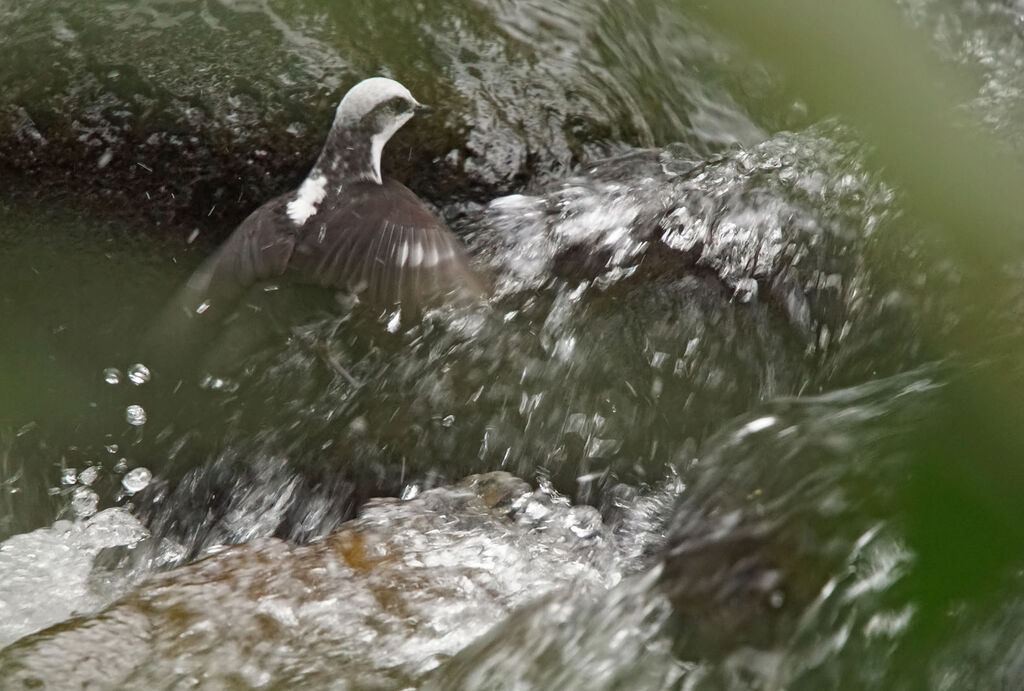 White-capped Dipper