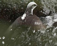 White-capped Dipper