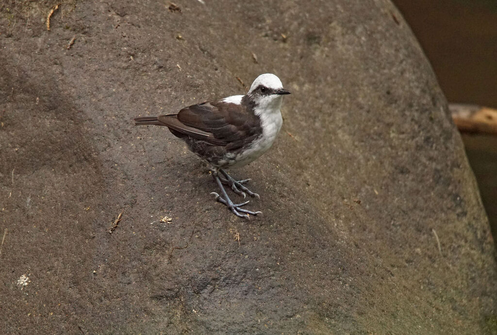 White-capped Dipper