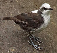 White-capped Dipper