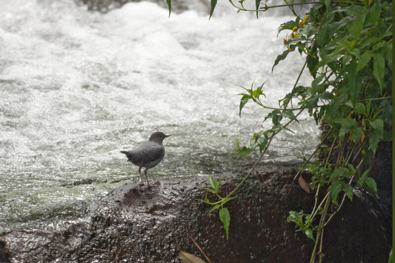 American Dipper