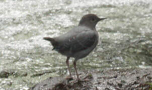 American Dipper