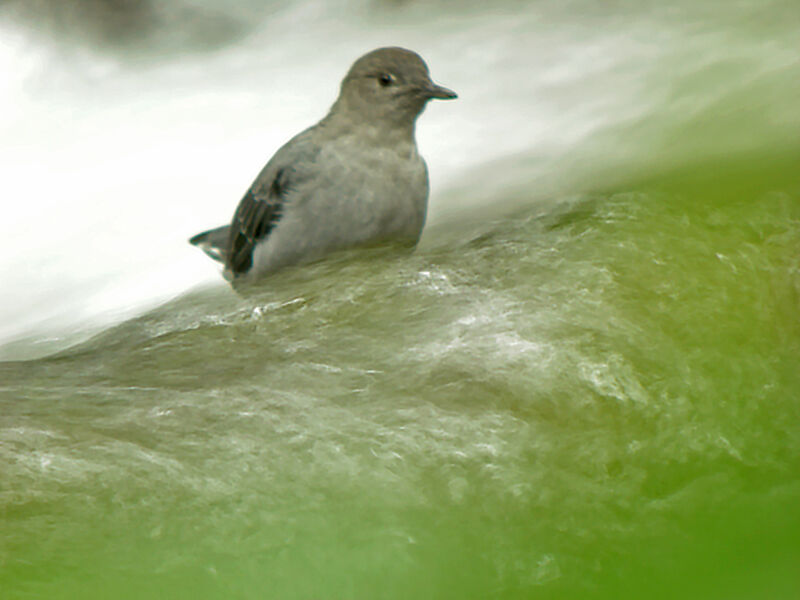 American Dipper