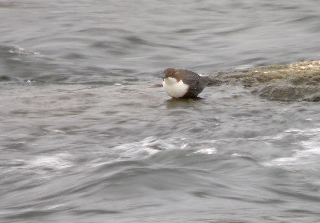 White-throated Dipper