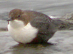 White-throated Dipper