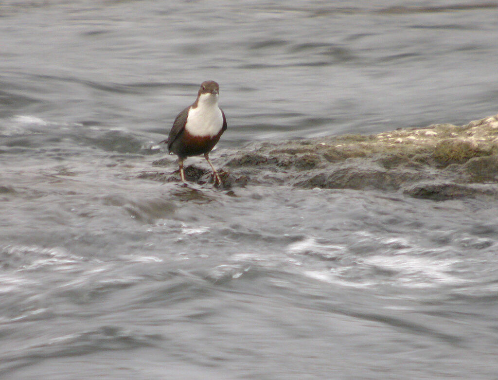 White-throated Dipper