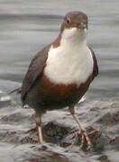 White-throated Dipper