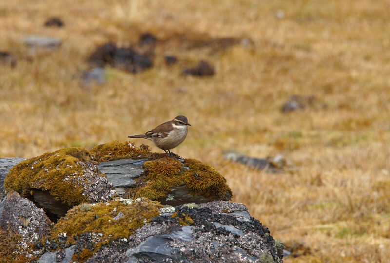 Cream-winged Cinclodes