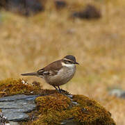 Cream-winged Cinclodes