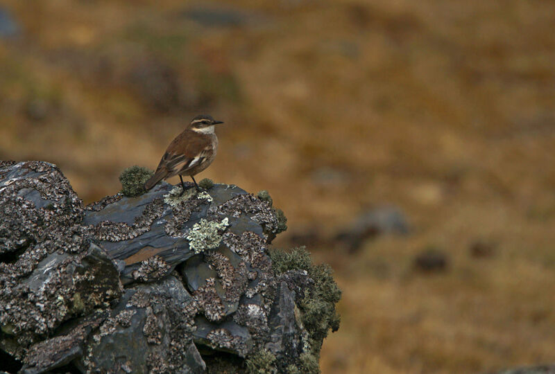 Cream-winged Cinclodes