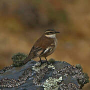 Cream-winged Cinclodes