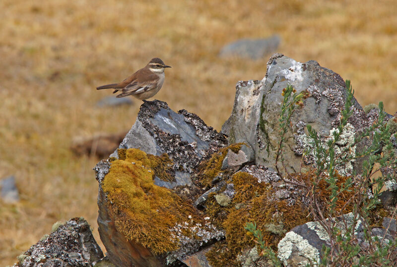 Cinclode à ailes crèmeadulte, habitat