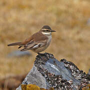 Cream-winged Cinclodes