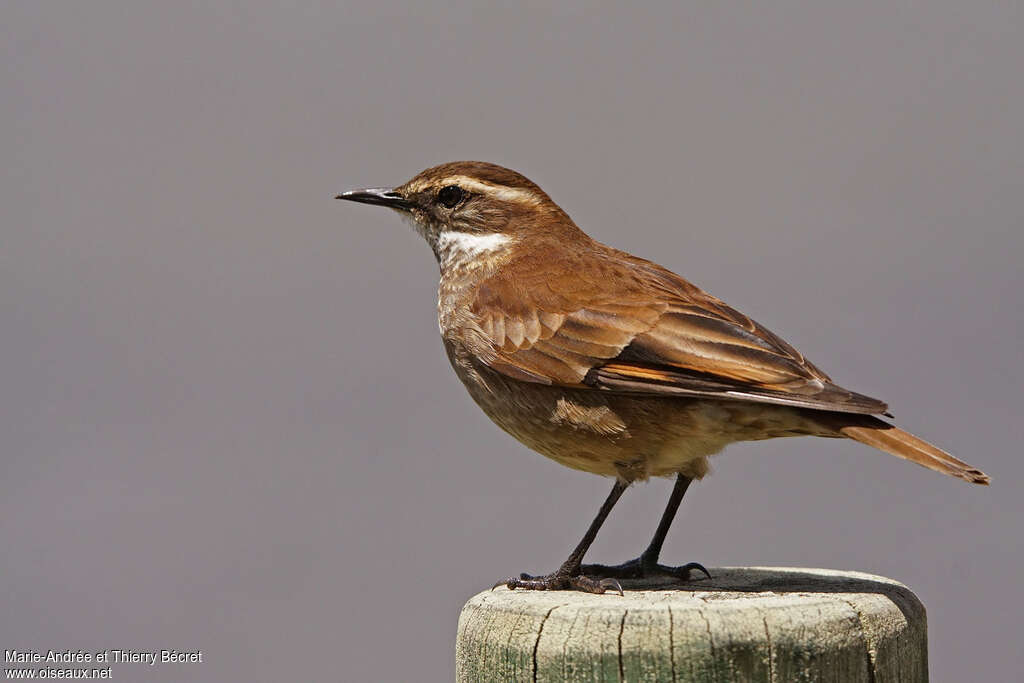 Chestnut-winged Cinclodesadult, identification