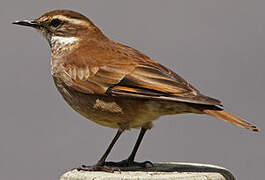 Chestnut-winged Cinclodes