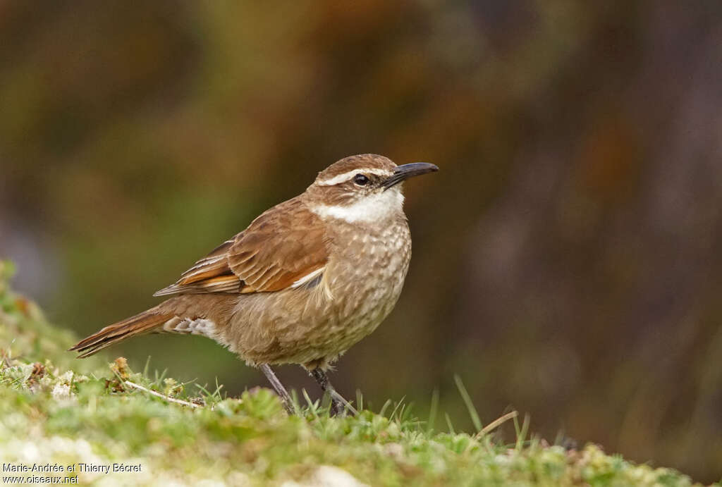 Cinclode du paramoadulte, identification