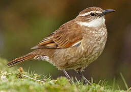 Stout-billed Cinclodes