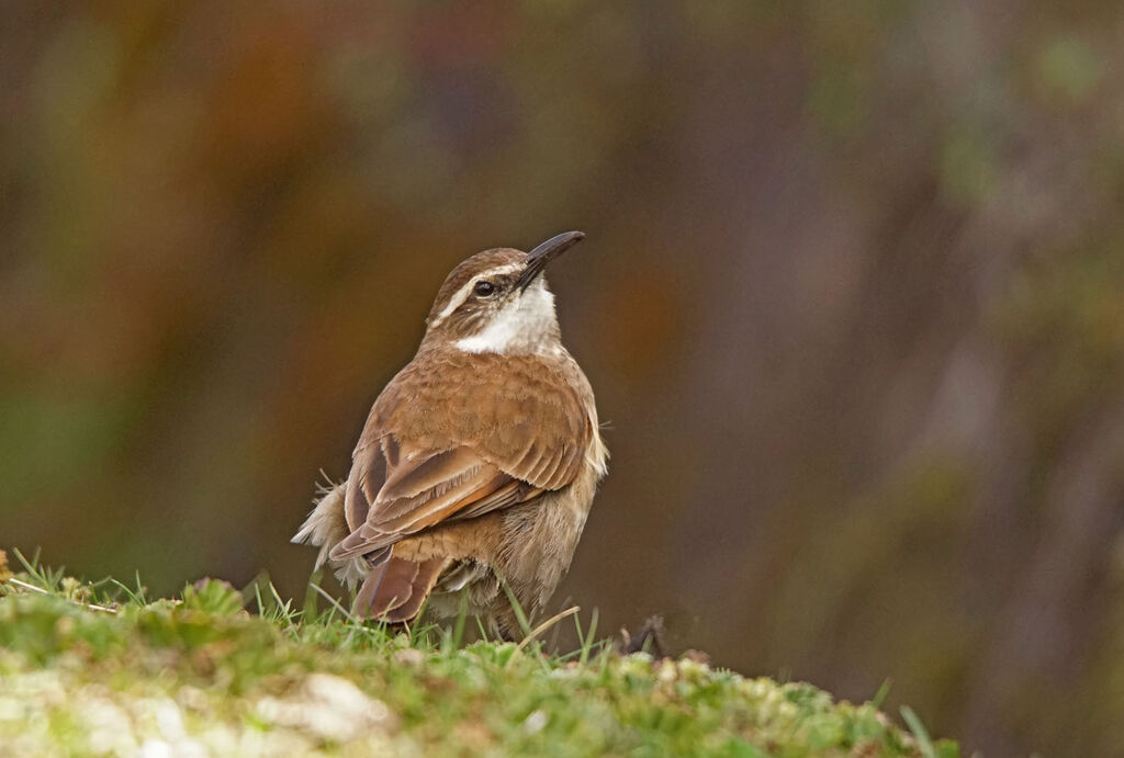 Stout-billed Cinclodes