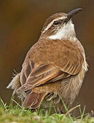 Stout-billed Cinclodes