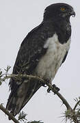 Black-chested Snake Eagle