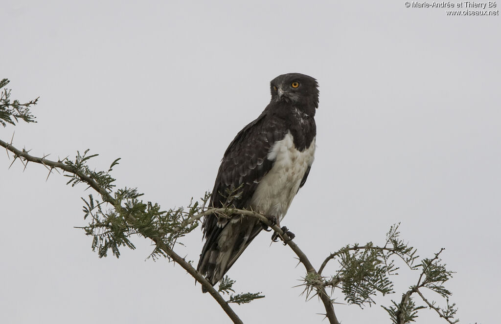 Black-chested Snake Eagle