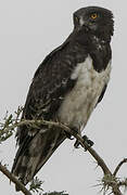 Black-chested Snake Eagle