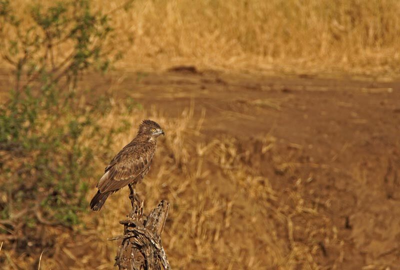 Brown Snake Eagle