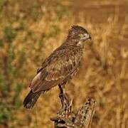 Brown Snake Eagle