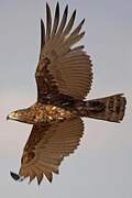 Brown Snake Eagle