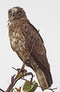 Brown Snake Eagle