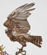 Brown Snake Eagle