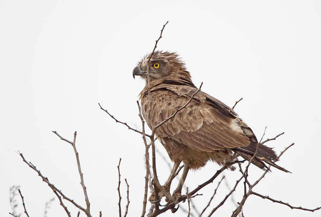 Brown Snake Eagle