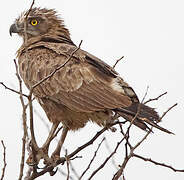 Brown Snake Eagle